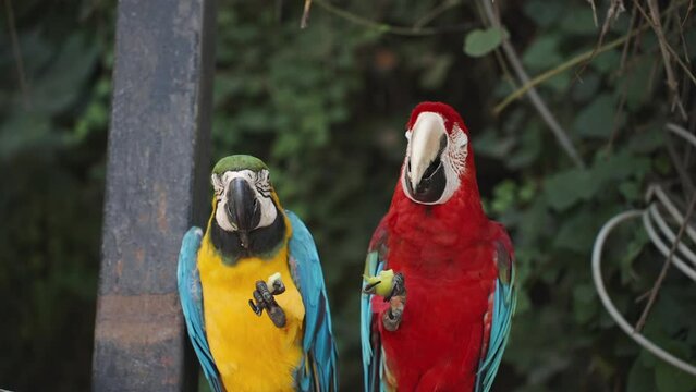 Two colorful Macaw parrots sit on a branch in the forest, holding a green fruit in their claws and eating it.