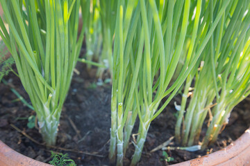 Fototapeta premium Fresh green onions in pots and morning sunlight