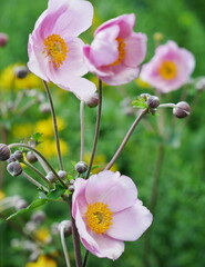 rosa Herbst-Anemone mit gelben Blumen im Hintergrund