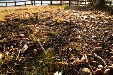 豊後高田市　長崎鼻