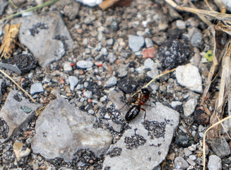 Ant on rock - close-up view of dark brown insect on pebbly asphalt ground. Taken in Toronto, Canada.