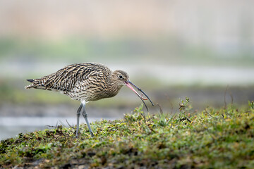 Curlew Feeding at Tophill Low Nature Reserve Yorkshire