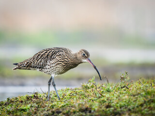Curlew Probing for Food in Yorkshire Water Nature Reserve, Tophill Low