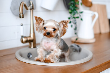 Cute Yorkshire Terrier Dog Sitting in Kitchen Sink