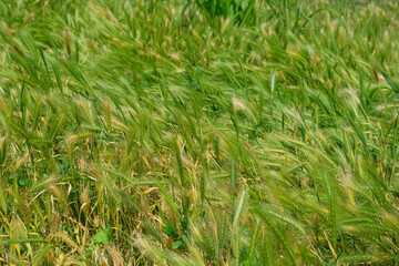 green grass in the wind background