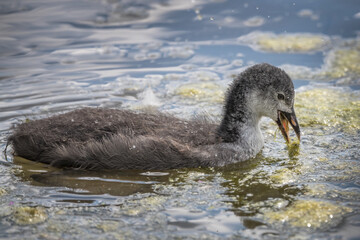 Juvenile coot practicing feeding for themselves