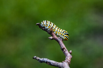 One single monarch caterpillars Danaus plexippus on a plant outside in the summer