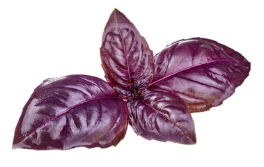 Red Rubin Basil Herb Leaves. Isolated. Dark Opal Culinary herbs PNG