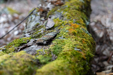 moss on a tree trunk