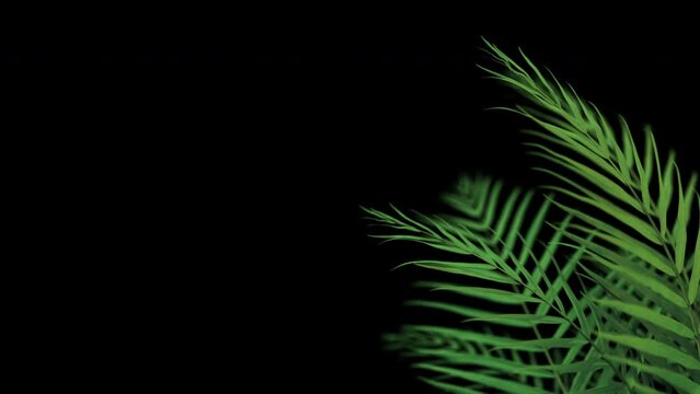 Palm houseplant leaves growing. Including alpha channel for transparency