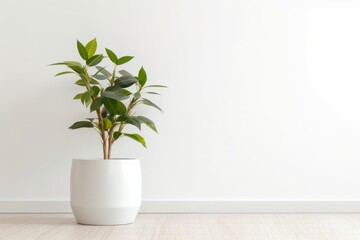 Fototapeta na wymiar Modern interior design of living room with natural green plant pot on white glossy wooden floor