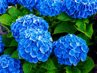 detail of a blue Hydrangea or hortensia flowers (Hydrangea Macrophylla) with blurred background