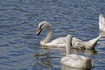 cygnes sauvages sur le bassin d'arcachon