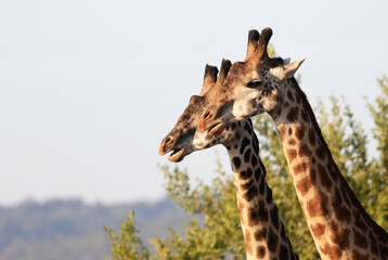 Giraffes in North Serengeti Region near Ololosokwan, Tanzania, Africa