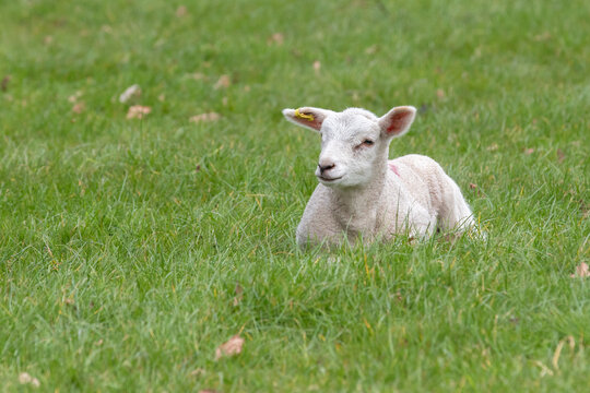 Spring Lamb Lying in Grass