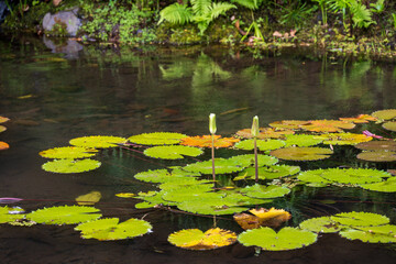 Lily Pads in a Pond