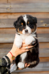 Naklejka na ściany i meble Beautiful Australian Shepherd puppy in owners hand