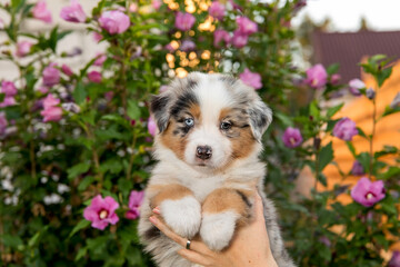 Beautiful Australian Shepherd puppy in owners hand © OlgaOvcharenko