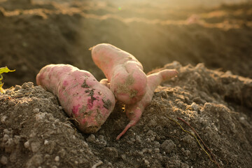 Sweet potato products on the ground are freshly harvested from traditional farming in Indonesia