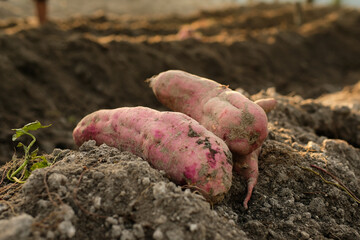 Sweet potato products on the ground are freshly harvested from traditional farming in Indonesia
