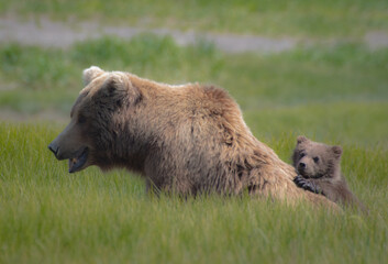 Mama and cub