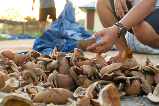 Process of drying copra from dried coconut, Workers drying the coconuts