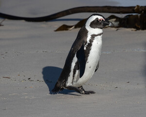 Obraz premium One jackass penguin walking at Boulders Beach in Simonstown, South Africa