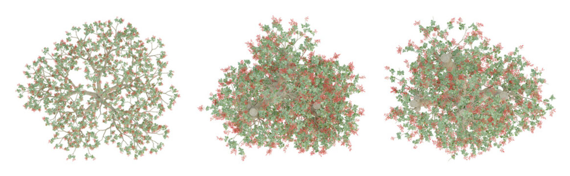 Old tree erythrina variegata top view isolated on transparent background, 3d illustration.