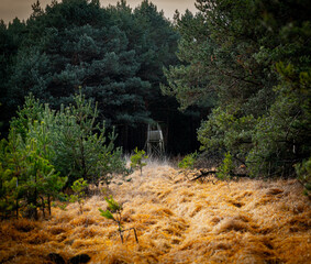 Hochsitz im Morgenlicht.