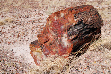 petrified trunks in the desert of Petrified Forest National Park in Arizona