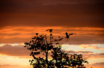 Fototapeta na wymiar Storks landing on a tree at sunset
