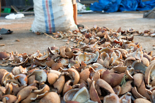 Process of drying copra from dried coconut, Workers drying the coconuts