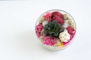 Succulent arrangement in a glass vase, terrarium. Florarium on the white table
