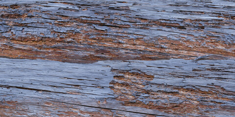 a magnificent wood texture decorated with aged and nicked blue brown colors