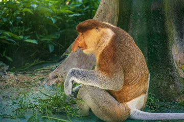 Male Proboscis Monkey