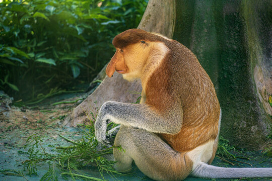 Male Proboscis Monkey