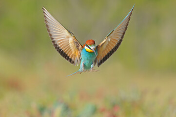 A bee-eater preparing to land with its wings open.