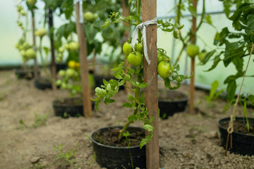 Ripe tomato plant growing in greenhouse. Fresh bunch of red natural tomatoes on a branch in organic vegetable garden. Blurry background and copy space for your advertising text message. High quality