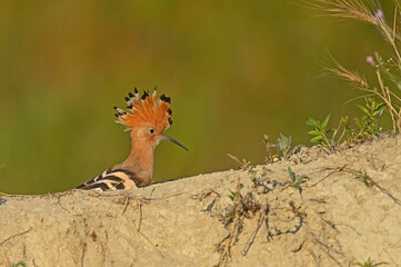 Eurasian Hoopoe watching its surroundings