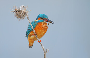 A kingfisher on a perch hunting shrimps.