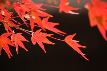 紅葉