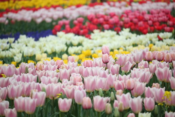 field of tulips