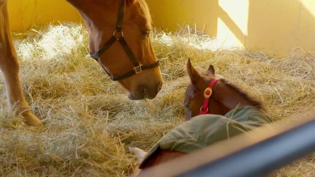 サラブレッドの誕生