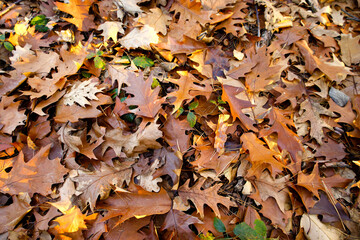 The beauty of autumn and its colors