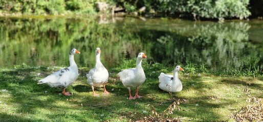 Patos en el río 