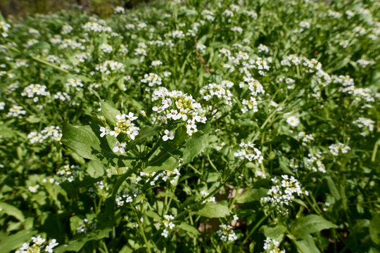 Calepina irregularis 