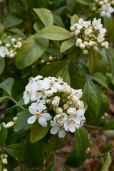 Choisya ternata shrub