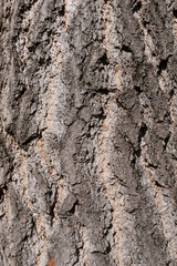 Ginkgo biloba textured bark