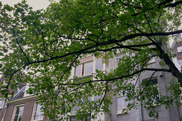 A tree in a backyard of Amsterdam.