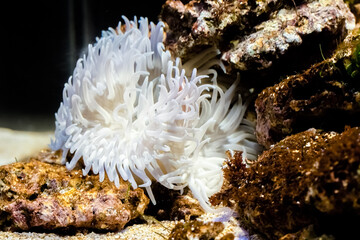 Large white sea anemone